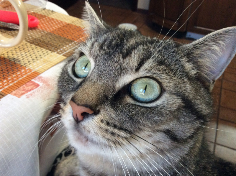 Кошки в нашей жизни. Кошки и все, что с ними связано.