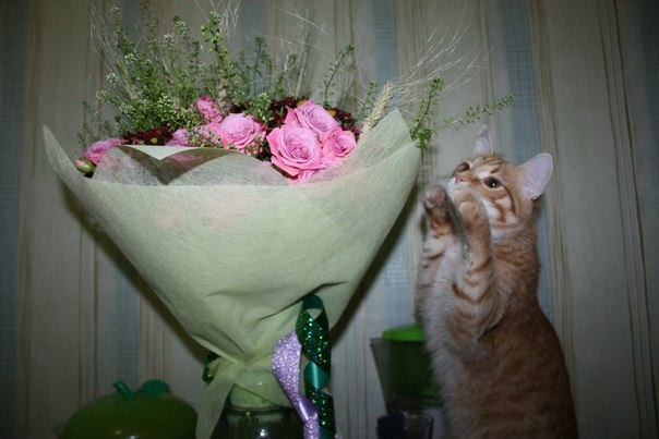 Кошки в нашей жизни. Кошки и все, что с ними связано.