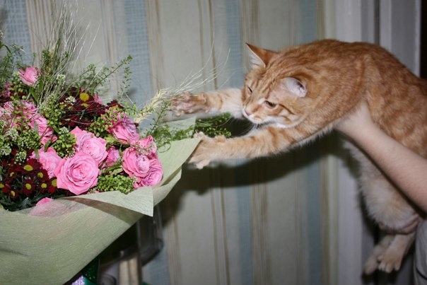 Кошки в нашей жизни. Кошки и все, что с ними связано.