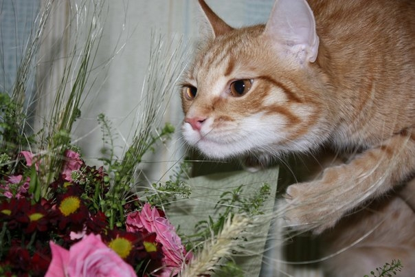 Кошки в нашей жизни. Кошки и все, что с ними связано.