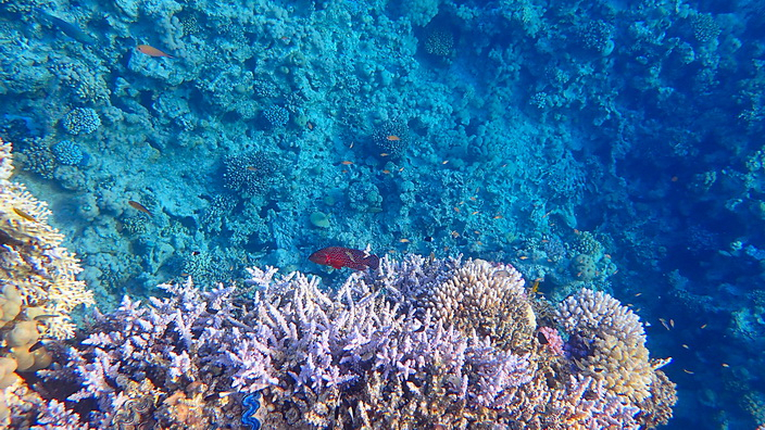 Шарм-Эль-Шейх отели отзывы и рекомендации