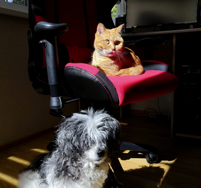 Кошки в нашей жизни. Кошки и все, что с ними связано.