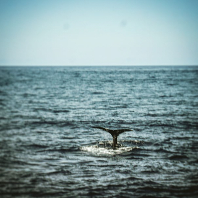 Азоры без авто, сентябрь 2018. Сан-Мигель, Фаяль, Пико, Терсейра.