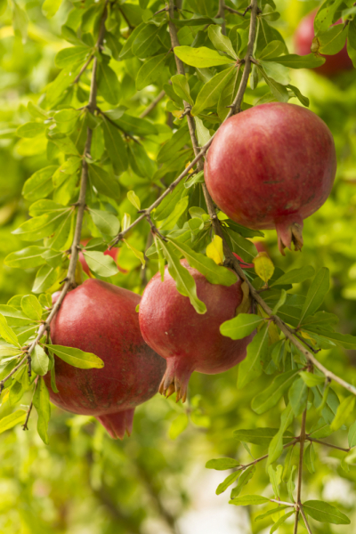 Árboles frutales y de nueces para el foro de abilene texas