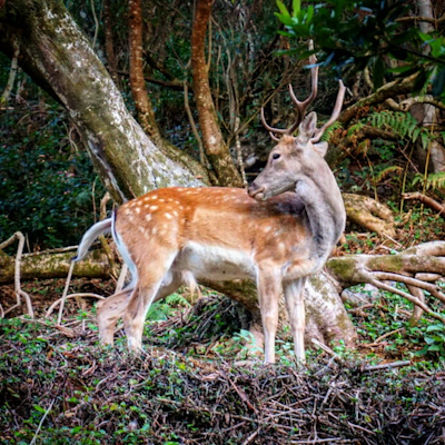 Азоры без авто, сентябрь 2018. Сан-Мигель, Фаяль, Пико, Терсейра.