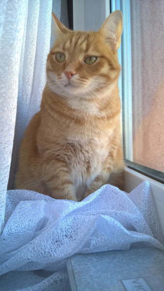 Кошки в нашей жизни. Кошки и все, что с ними связано.