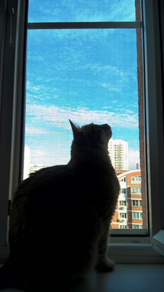 Кошки в нашей жизни. Кошки и все, что с ними связано.