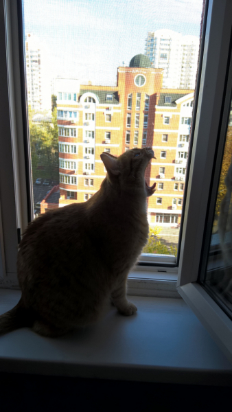 Кошки в нашей жизни. Кошки и все, что с ними связано.