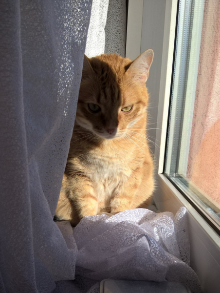 Кошки в нашей жизни. Кошки и все, что с ними связано.