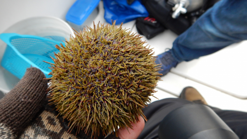 Камчатка. Сентябрь 2018. Переходный возраст планеты