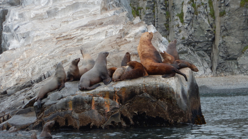 Камчатка. Сентябрь 2018. Переходный возраст планеты