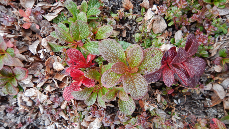 Камчатка. Сентябрь 2018. Переходный возраст планеты