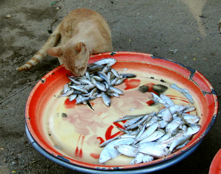 Кошки в нашей жизни. Кошки и все, что с ними связано.