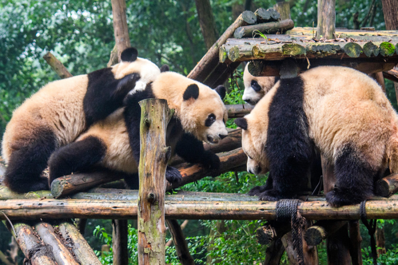 С севера на юг в сентябре (Beijing – Datong - Pingyao - Xi'an – Chengdu – Xingping – Yangshuo – Dazhai – Fenghuang – Zhangjiajie – Hong Kong)