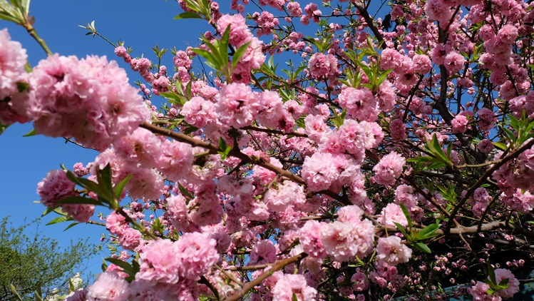 Мой Апрельский Крым