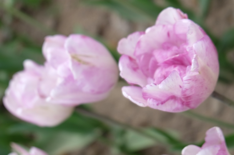 Мой Апрельский Крым