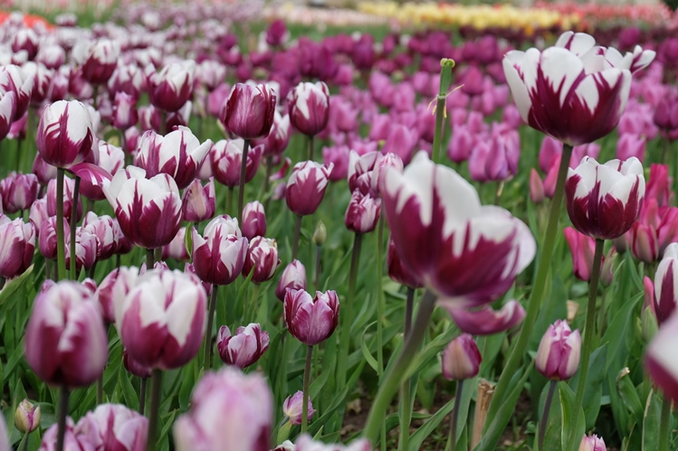 Мой Апрельский Крым