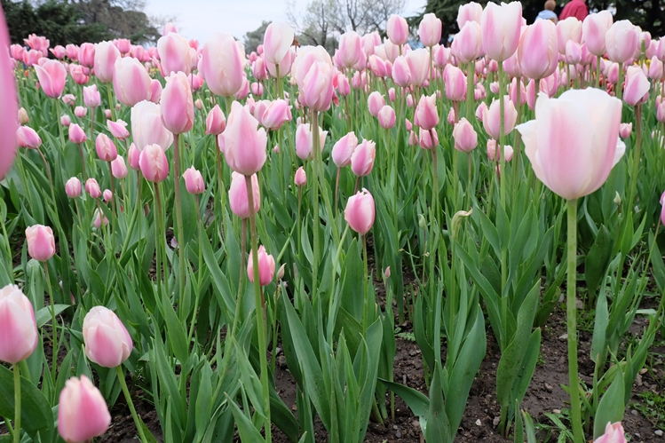 Мой Апрельский Крым
