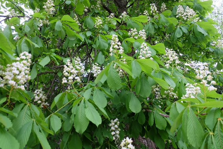 Мой Апрельский Крым