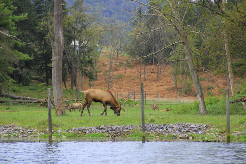 Пенсильвания провинциальная: Амиши, Bushkill Falls, Upper Delaware Scenic Byway, Ricketts Glen SP, Penn’s Cave. Октябрь 2018.