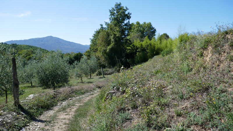 Via Francigena from Fornovo di Taro to Siena