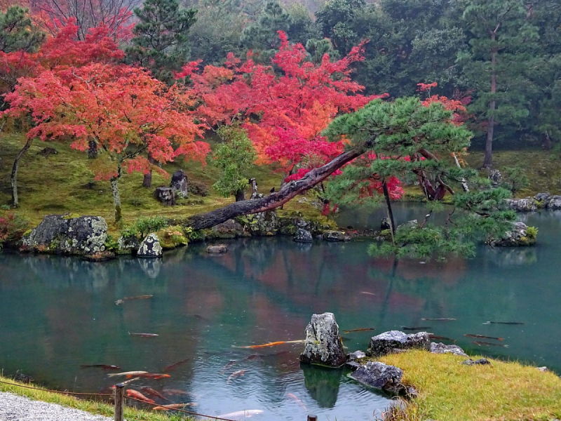 Багряные краски осени (Come back to Japan.)