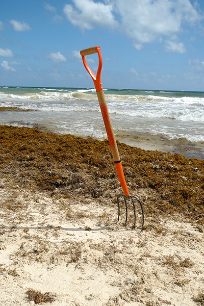 Водоросли на пляжах ривьеры Майя (Юкатан) от Канкуна и до конца