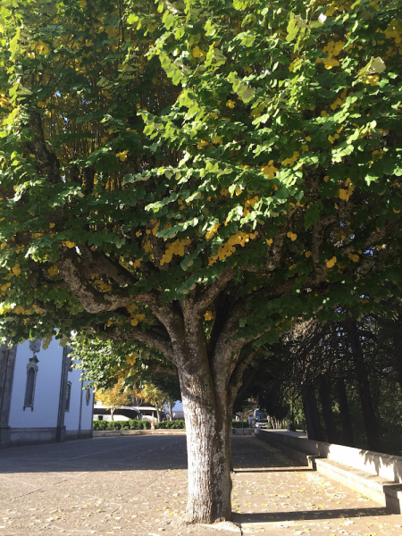 Круиз по Дору на Emerald Radiance и чуть-чуть северной Португалии, октябрь 2018