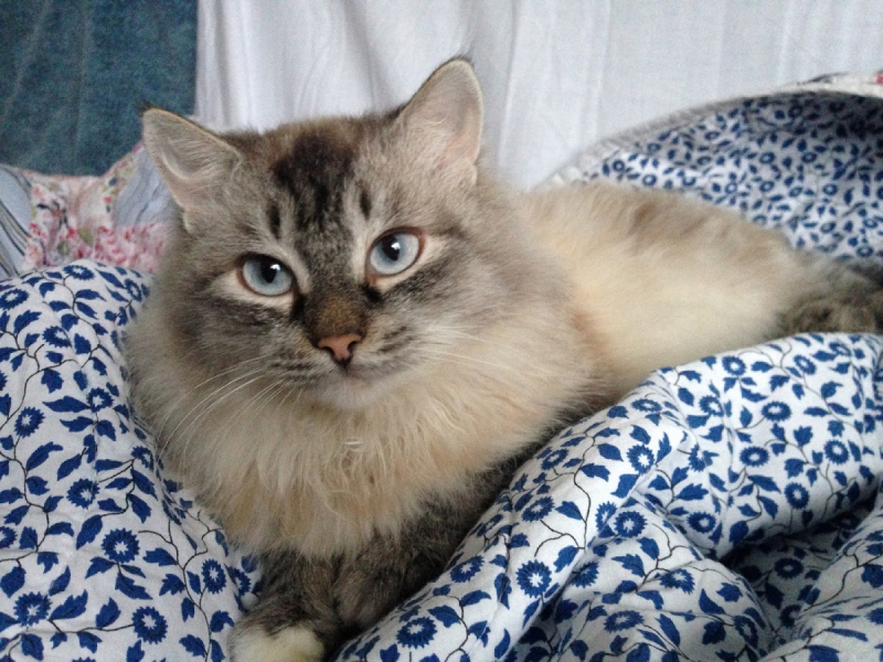 Кошки в нашей жизни. Кошки и все, что с ними связано.