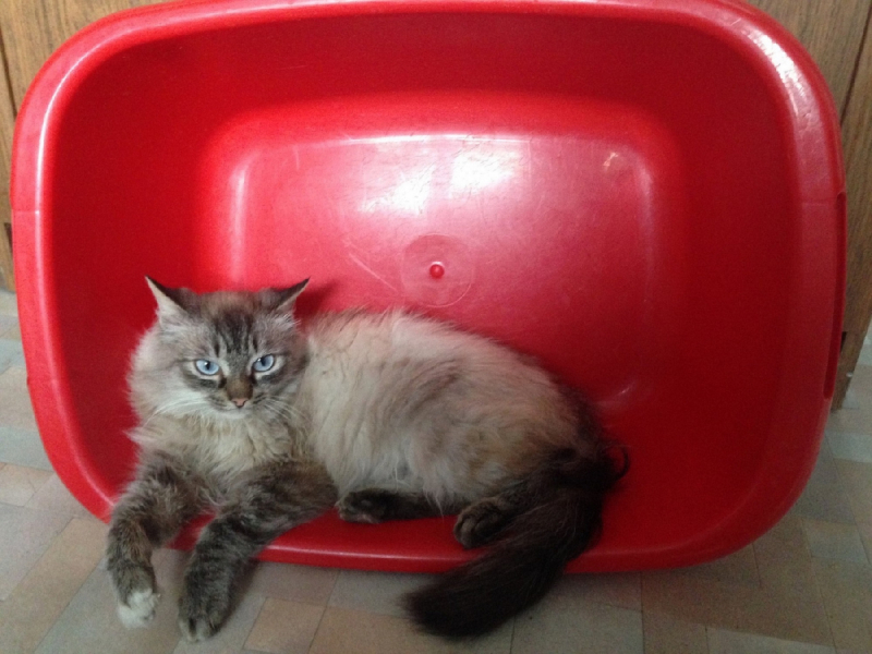 Кошки в нашей жизни. Кошки и все, что с ними связано.