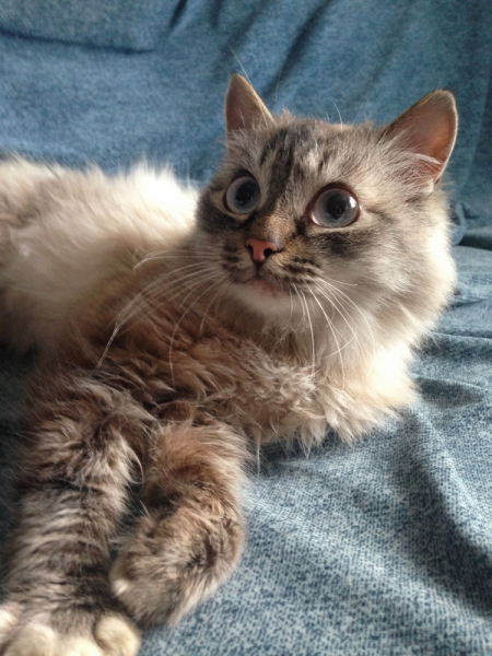 Кошки в нашей жизни. Кошки и все, что с ними связано.