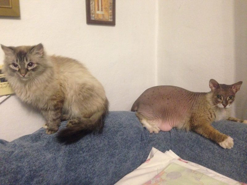 Кошки в нашей жизни. Кошки и все, что с ними связано.