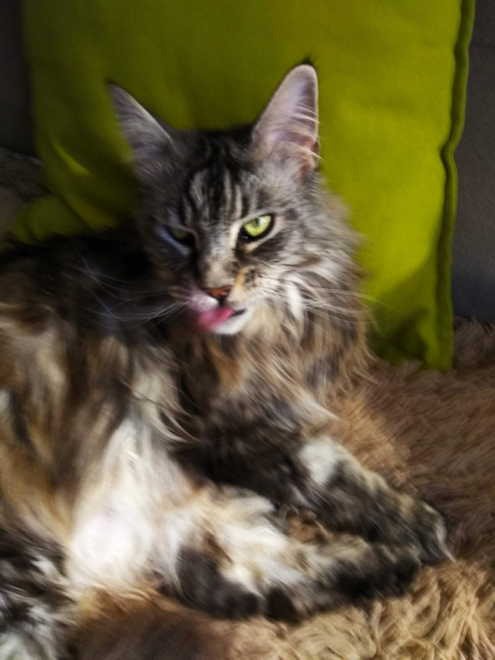 Кошки в нашей жизни. Кошки и все, что с ними связано.