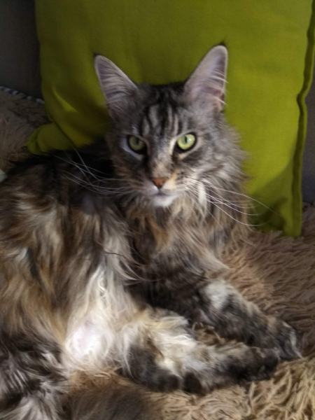 Кошки в нашей жизни. Кошки и все, что с ними связано.