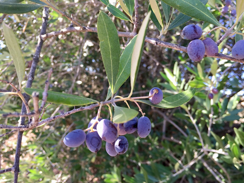 Круиз по Дору на Emerald Radiance и чуть-чуть северной Португалии, октябрь 2018