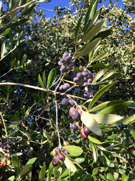 Круиз по Дору на Emerald Radiance и чуть-чуть северной Португалии, октябрь 2018