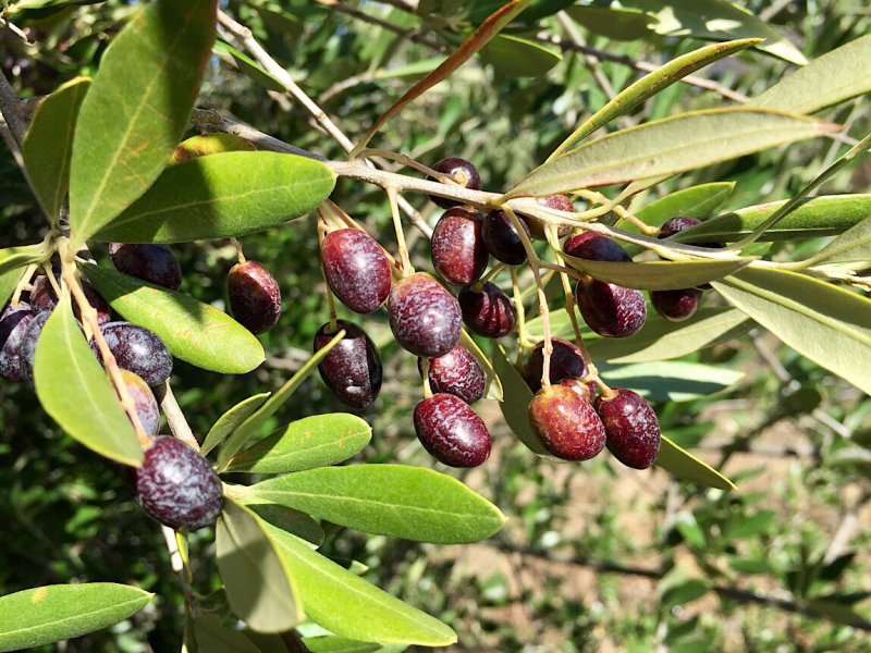 Круиз по Дору на Emerald Radiance и чуть-чуть северной Португалии, октябрь 2018