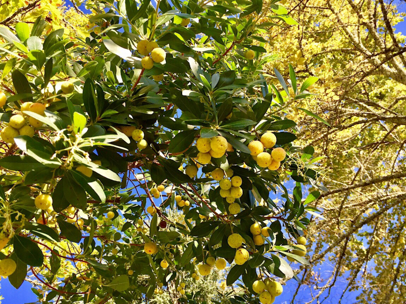 Круиз по Дору на Emerald Radiance и чуть-чуть северной Португалии, октябрь 2018