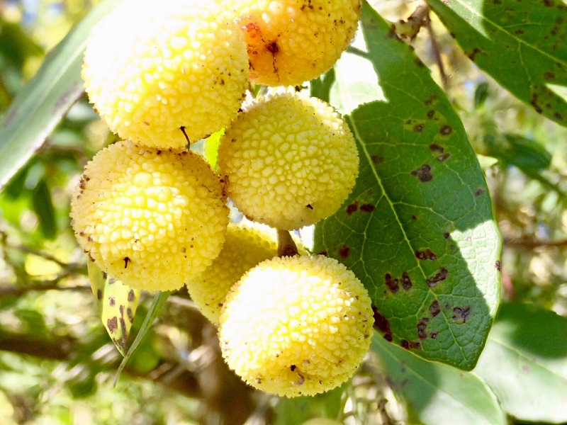 Круиз по Дору на Emerald Radiance и чуть-чуть северной Португалии, октябрь 2018