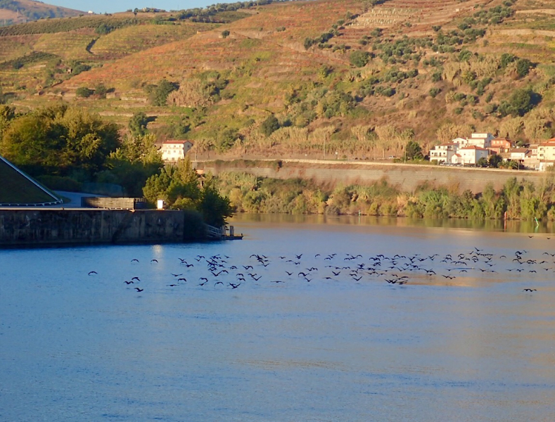 Круиз по Дору на Emerald Radiance и чуть-чуть северной Португалии, октябрь 2018