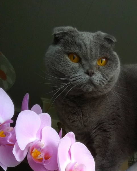 Кошки в нашей жизни. Кошки и все, что с ними связано.