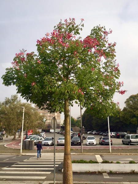 Круиз по Дору на Emerald Radiance и чуть-чуть северной Португалии, октябрь 2018