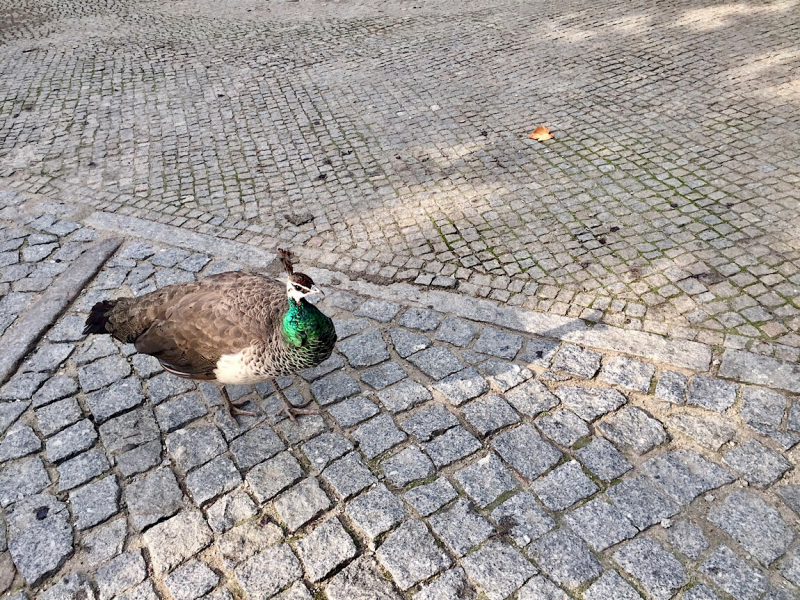 Круиз по Дору на Emerald Radiance и чуть-чуть северной Португалии, октябрь 2018