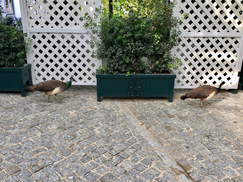 Круиз по Дору на Emerald Radiance и чуть-чуть северной Португалии, октябрь 2018