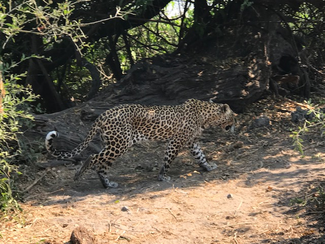 Кошки в нашей жизни. Кошки и все, что с ними связано.