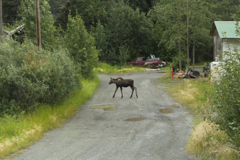 Alaska: The Last Frontier