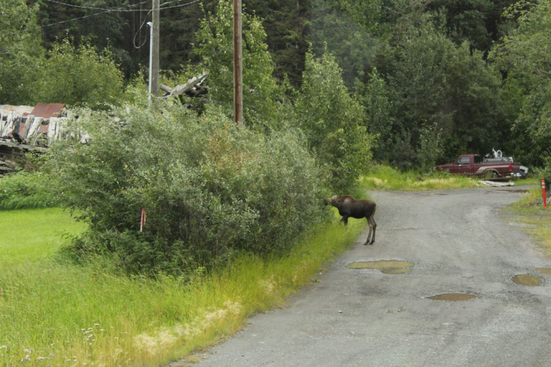 Alaska: The Last Frontier