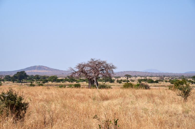 Танзания нац.парк RUAHA  Занзибар - Дайвинг. (фото)