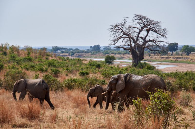 Танзания нац.парк RUAHA  Занзибар - Дайвинг. (фото)