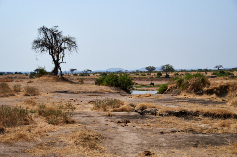 Танзания нац.парк RUAHA  Занзибар - Дайвинг. (фото)